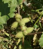 Xanthium orientale