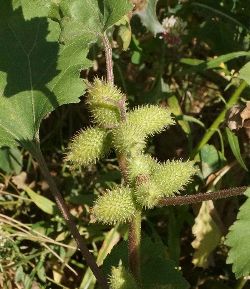 Image of Xanthium orientale specimen.