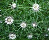 Carlina acaulis