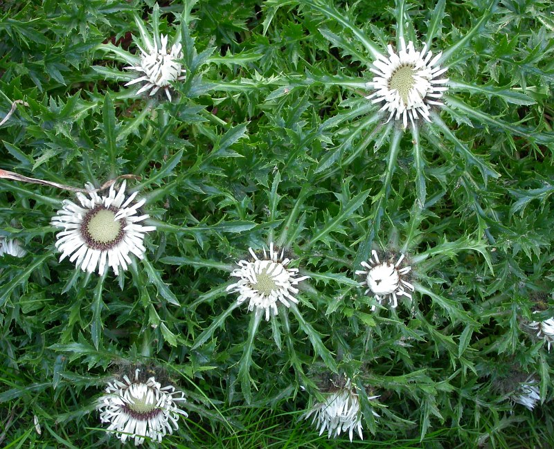 Изображение особи Carlina acaulis.