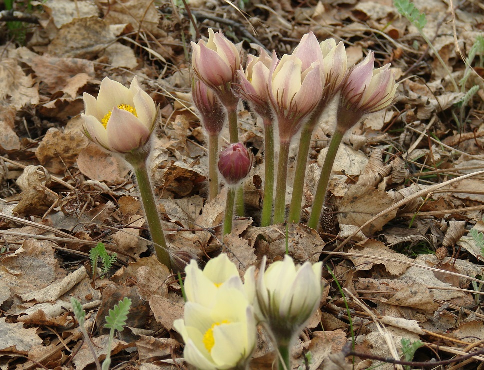 Изображение особи Pulsatilla multifida.