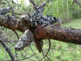 Image of taxon representative. Author is Михаил Шовкун