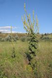 Verbascum densiflorum