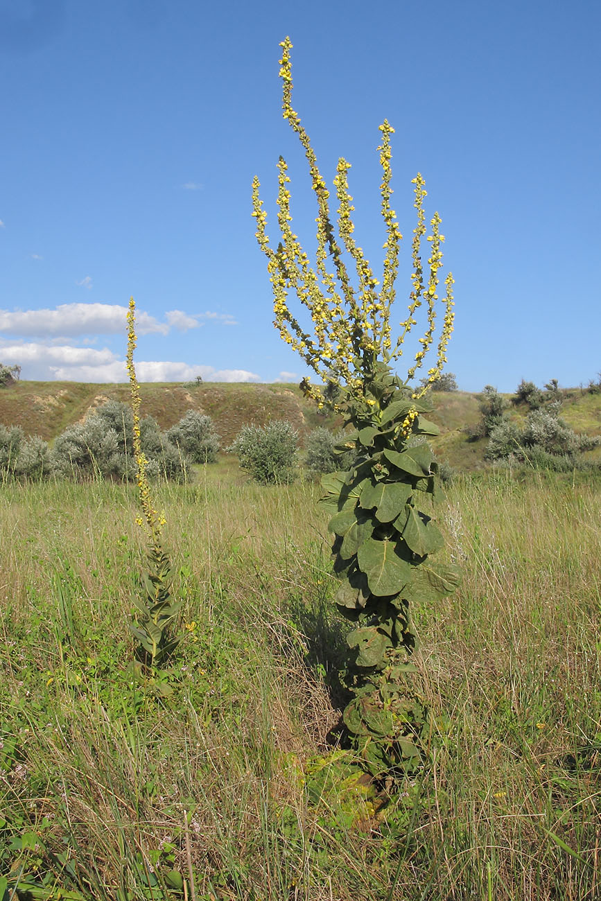 Изображение особи Verbascum densiflorum.