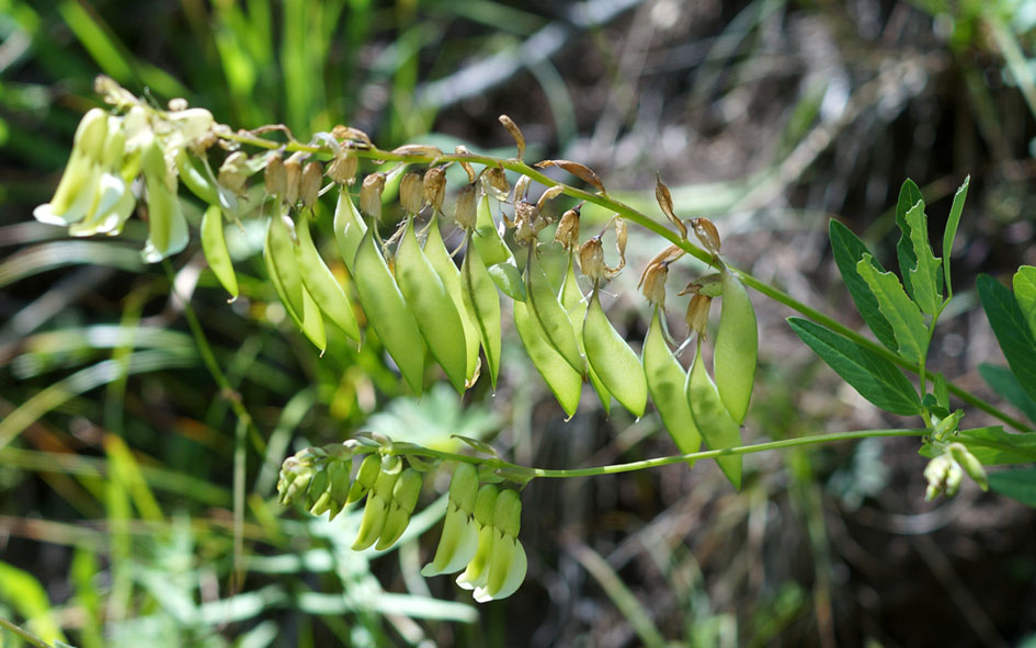 Изображение особи Astragalus aksuensis.