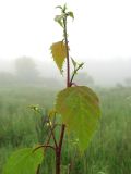 Betula pendula