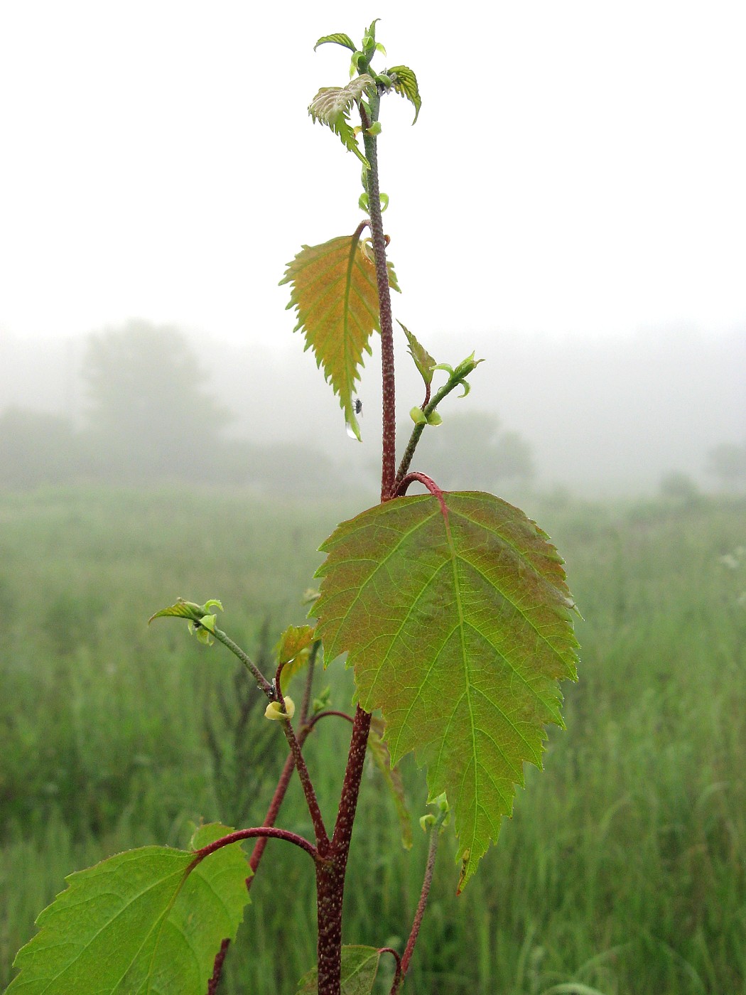 Изображение особи Betula pendula.