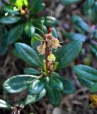 Rhododendron aureum