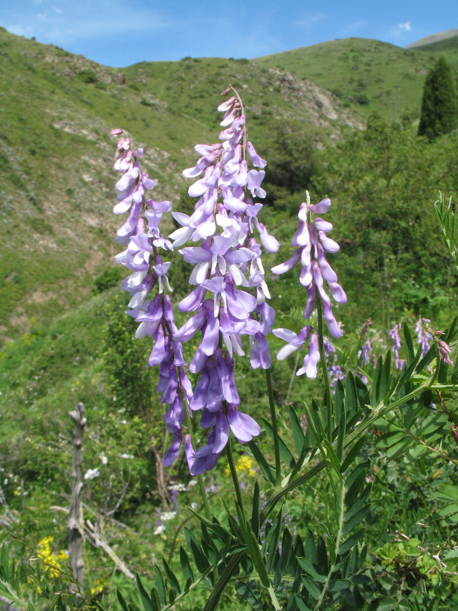 Изображение особи Vicia tenuifolia.