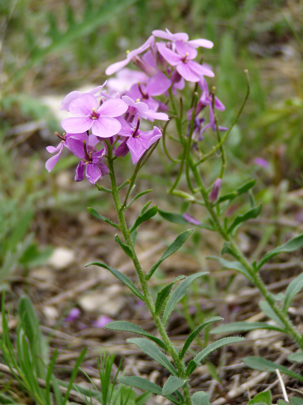 Image of Clausia aprica specimen.