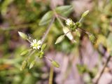 Cerastium holosteoides