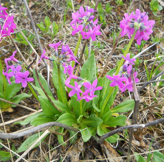Image of Primula nivalis specimen.