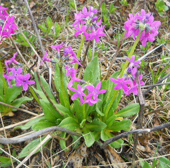 Изображение особи Primula nivalis.