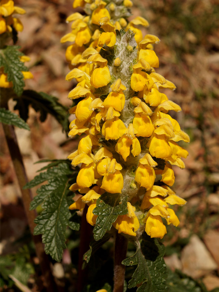 Image of Phlomoides speciosa specimen.