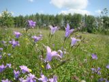 Campanula patula. Соцветия. Республика Мордовия, Ичалковский р-н, окр. с. Дубровское, луг на открытом склоне. 31 мая 2013 г.