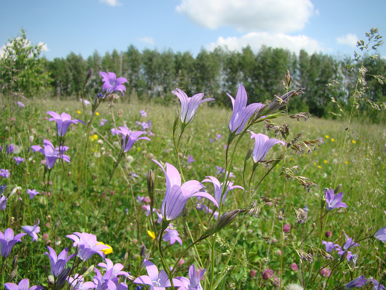 Image of Campanula patula specimen.
