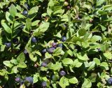 Vaccinium myrtillus