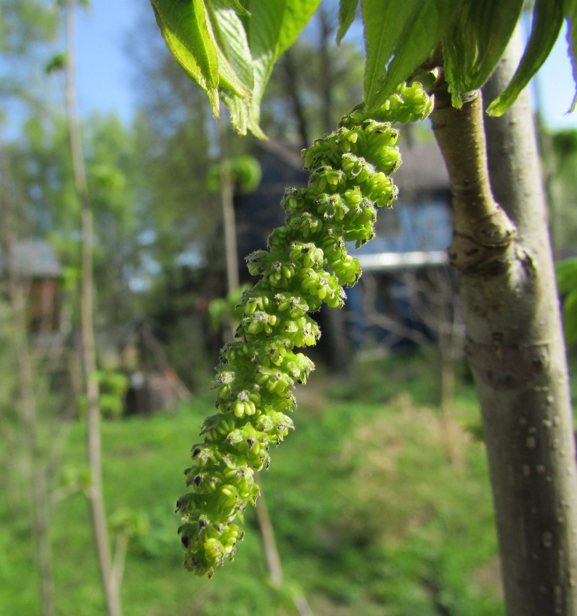 Изображение особи Pterocarya rhoifolia.