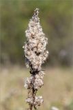 Solidago virgaurea