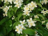 Philadelphus coronarius. Цветки и листья. Пензенская обл., Белинский р-н, музей-заповедник \"Тарханы\", в культуре. 13 июня 2013 г.