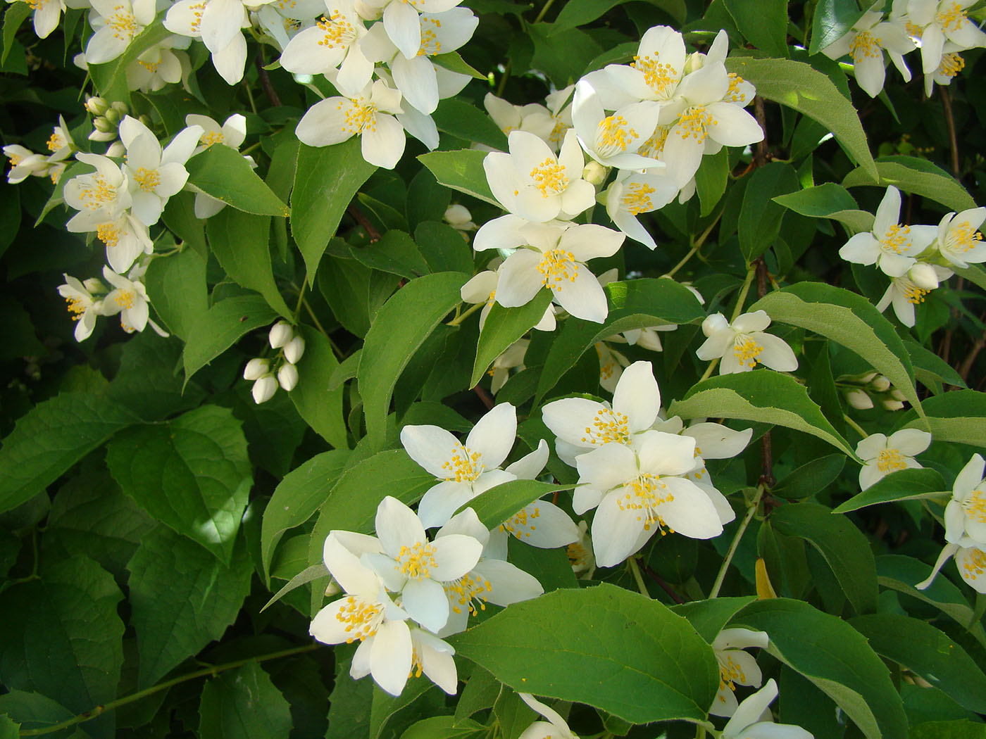 Image of Philadelphus coronarius specimen.