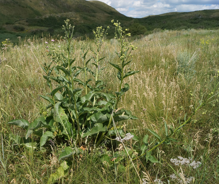 Изображение особи Cynoglossum viridiflorum.