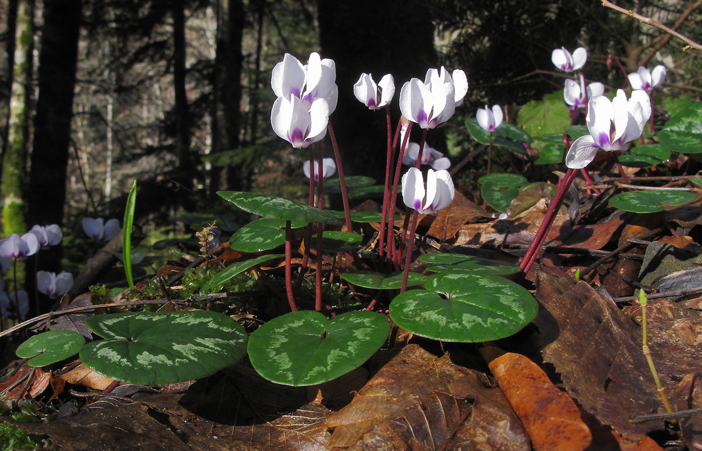 Image of Cyclamen coum specimen.