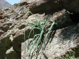 Allium praemixtum. Вегетирующие растения на скалах. Узбекистан, хребет Нуратау, Нуратинский заповедник, ущелье Гурдара, около 1000 м н.у.м. 03.05.2012.