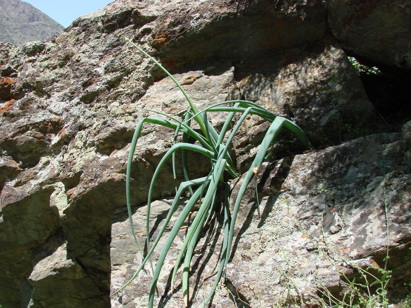 Image of Allium praemixtum specimen.