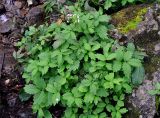 Cardamine macrophylla. Цветущее растение. Приморье, Лазовский р-н, окр. с. Беневское, долина р. Еломовский Ключ, смешанный лес, берег ручья. 18.08.2015.