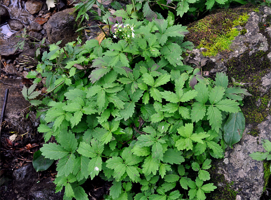 Изображение особи Cardamine macrophylla.