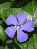 Vinca minor. Цветок. Узбекистан, г. Ташкент, пос. Улугбек. 04.04.2016.