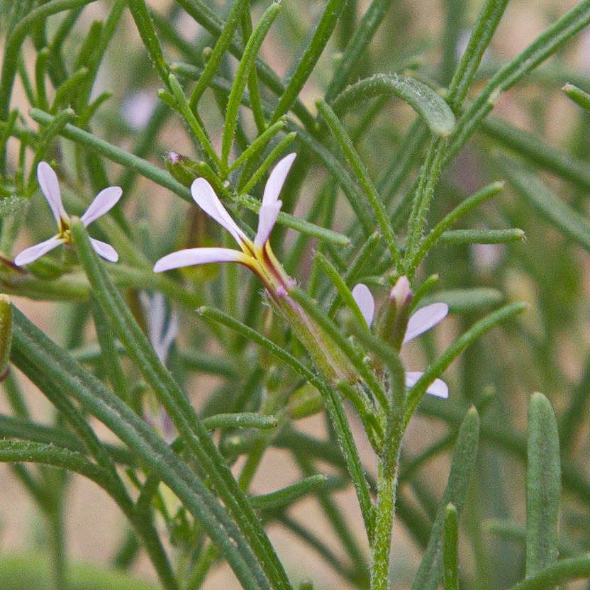 Изображение особи Leptaleum filifolium.