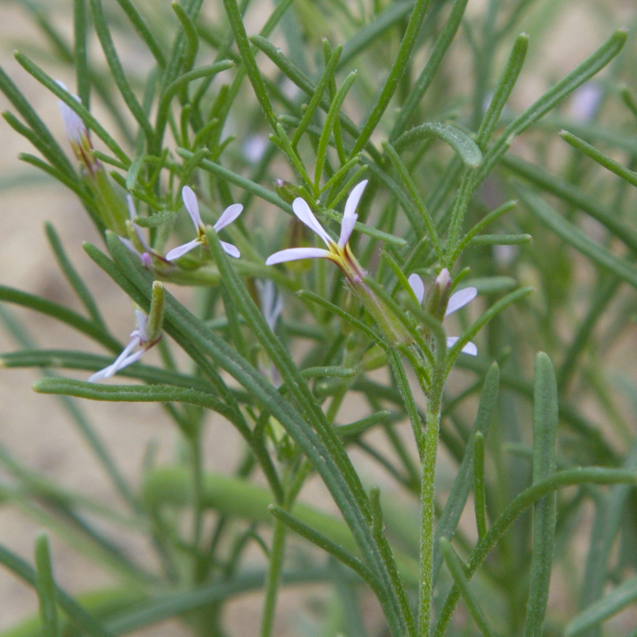 Image of Leptaleum filifolium specimen.