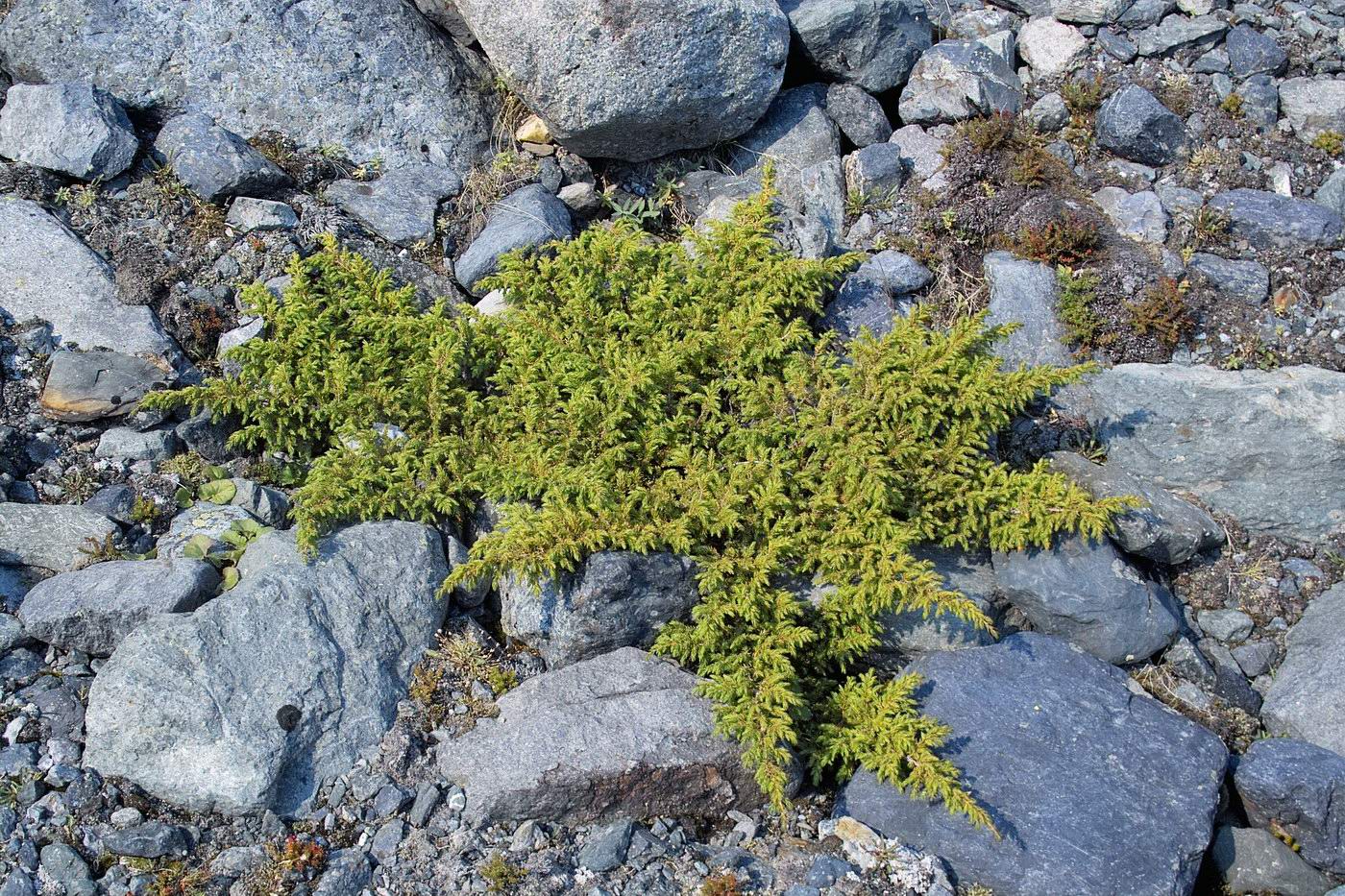 Изображение особи Juniperus sibirica.