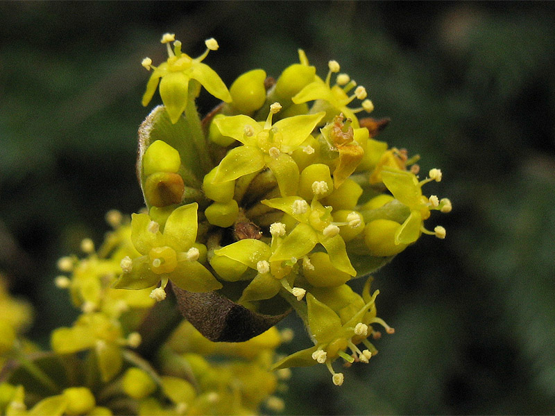 Изображение особи Cornus mas.