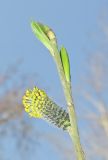 Salix schwerinii