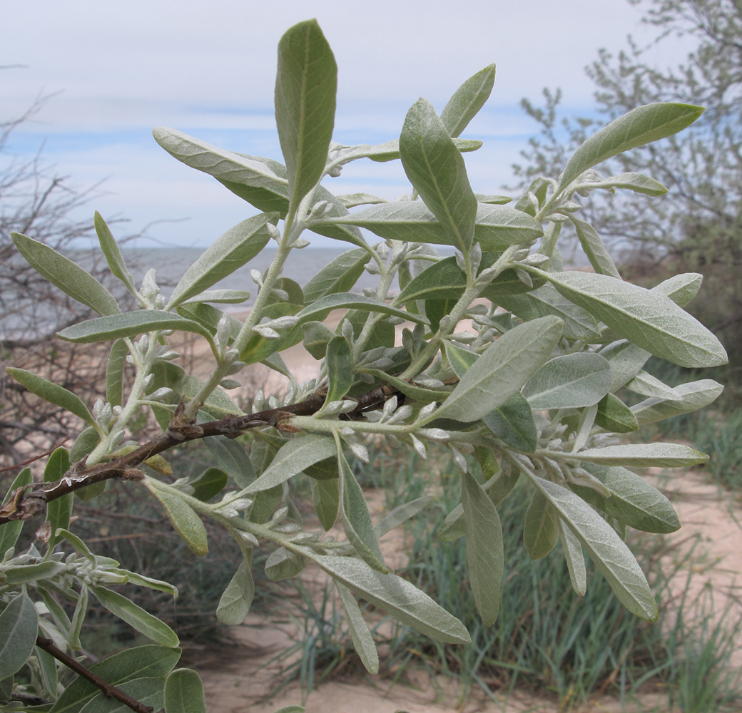 Image of Elaeagnus angustifolia specimen.