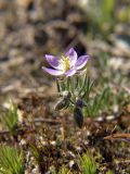 Spergularia rubra