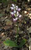 Orchis simia. Цветущее растение. Крым, окр. с. Терновка, редколесье из дуба и можжевельника колючего. 2 мая 2016 г.