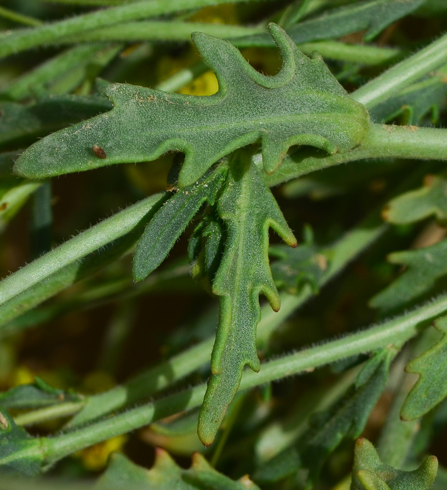 Изображение особи Nasturtiopsis coronopifolia.