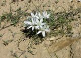 Ornithogalum trichophyllum. Цветущее растение на днище вади. Израиль, нагорье Негев, окр. киббуца Сде Бокер. 03.03.2015.