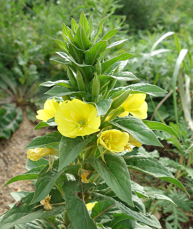 Image of genus Oenothera specimen.