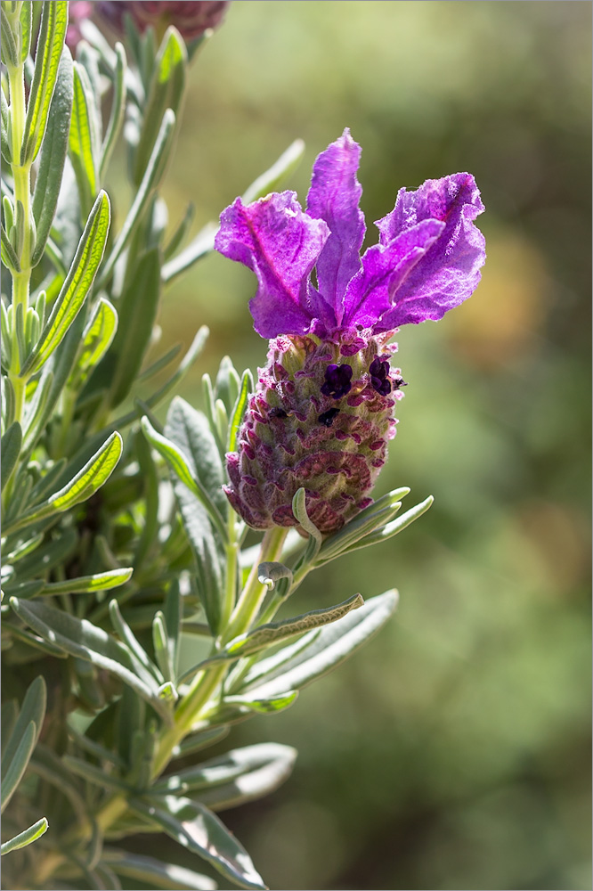 Изображение особи Lavandula stoechas.