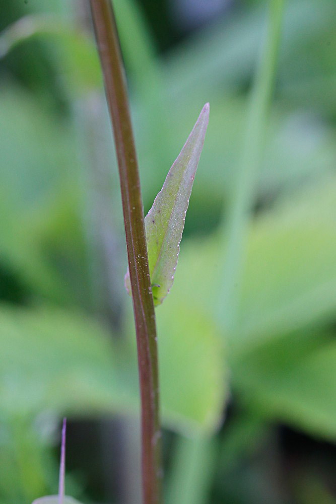 Image of Campanula patula specimen.