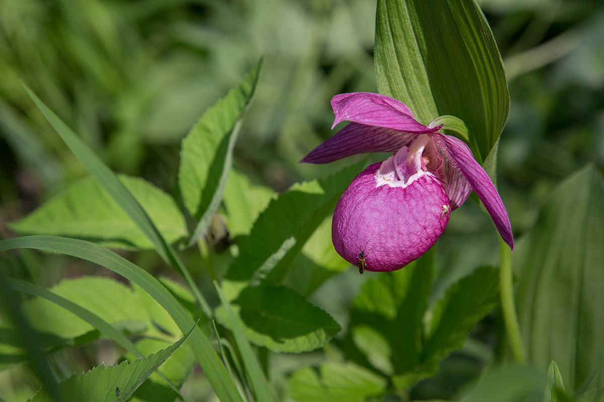 Image of Cypripedium macranthos specimen.