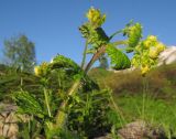 Scrophularia chrysantha