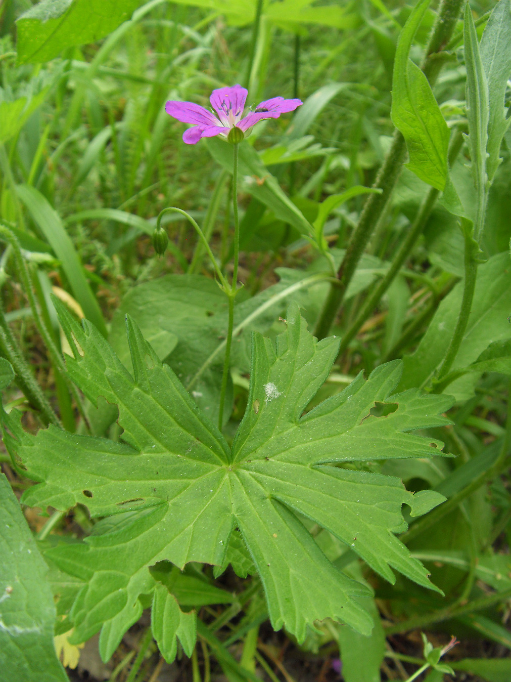 Изображение особи Geranium palustre.