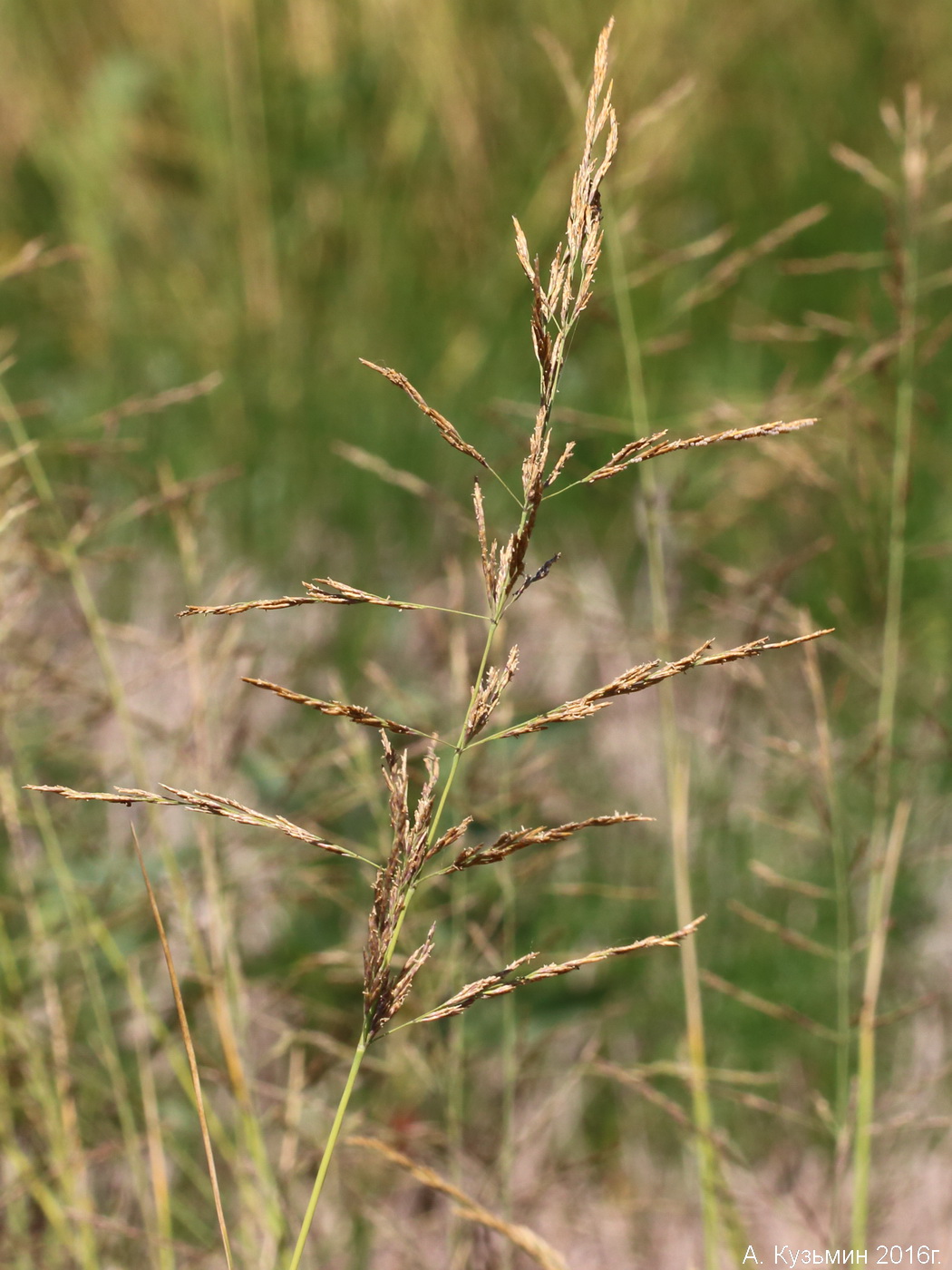 Image of genus Puccinellia specimen.