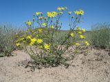 Senecio subdentatus